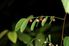 Phyllanthus reticulatus