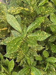 Codiaeum variegatum pictum