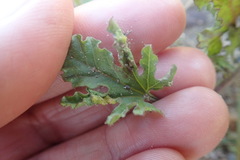 Convolvulus capensis