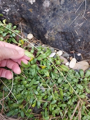 Gentianella saxosa
