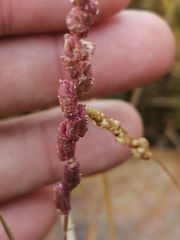 Beckmannia syzigachne