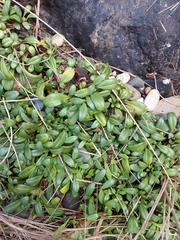 Gentianella saxosa