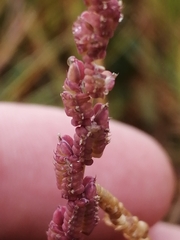 Beckmannia syzigachne