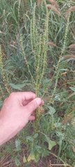 Amaranthus rudis