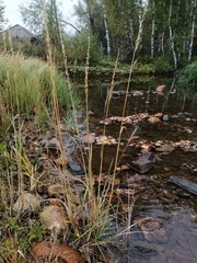 Beckmannia syzigachne