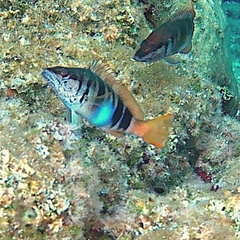 Serranus scriba