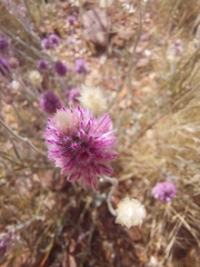 Ptilotus helipteroides