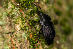 Silphinae