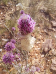 Ptilotus helipteroides