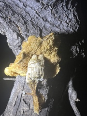 Neolentinus