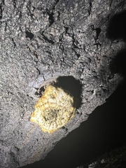 Neolentinus