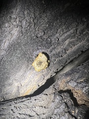 Neolentinus