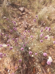 Ptilotus helipteroides