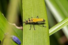 Chauliognathus flavipennis