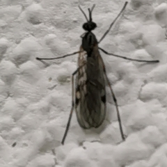 Anisopodidae