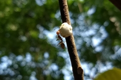 Ceroplastes