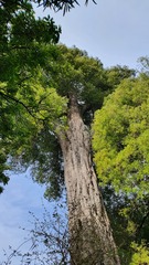 Dacrycarpus dacrydioides