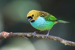 Tangara cyanoventris