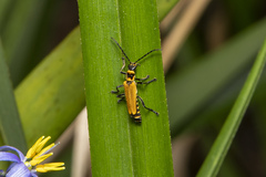Chauliognathus flavipennis