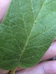 Astrotricha latifolia