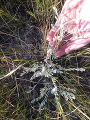 Artemisia nitrosa