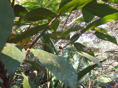 Ficus erecta beecheyana