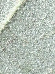 Astrotricha latifolia