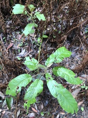 Astrotricha latifolia