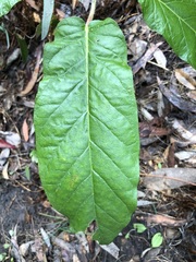 Astrotricha latifolia