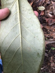 Astrotricha latifolia