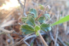 Hermannia multiflora