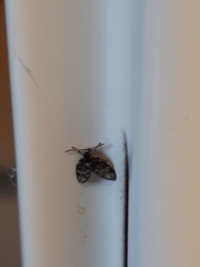 Clogmia albipunctata