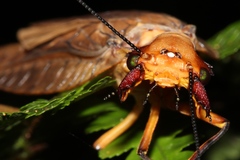 Platyneuromus reflexus