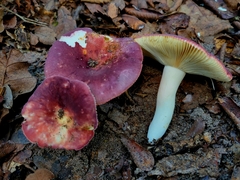 Russula mariae