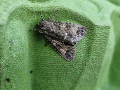 Acronicta megacephala