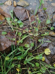 Halerpestes sarmentosa