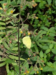 Eurema blanda