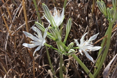 Vagaria parviflora