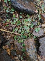 Halerpestes sarmentosa