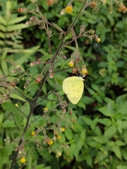 Eurema blanda