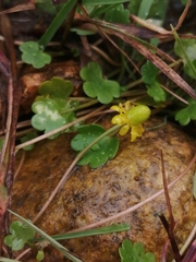 Halerpestes sarmentosa