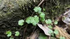 Hydrocotyle sibthorpioides