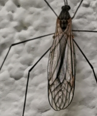 Tipulomorpha