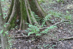 Dryopteris celsa