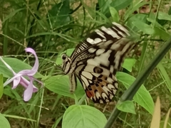 Papilio demoleus malayanus