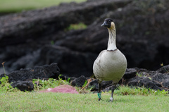 Branta sandvicensis