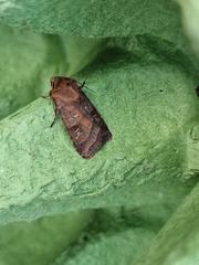 Diarsia rubi