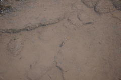 Poecilia reticulata