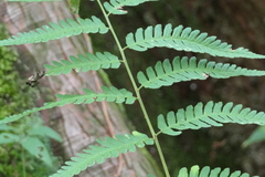 Dryopteris celsa