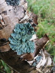 Parmelioideae